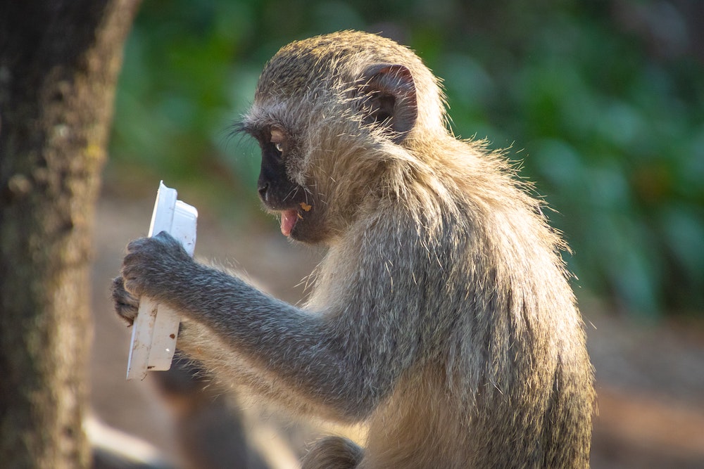 Monkey with plastic waste